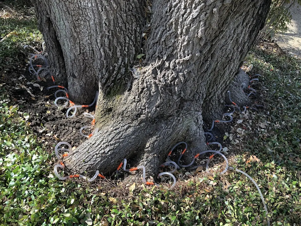 Detailed Tree Cabling and Bracing job site in Hi Hat
